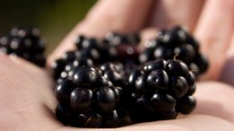 A handful of berries is a good source of vitamins.