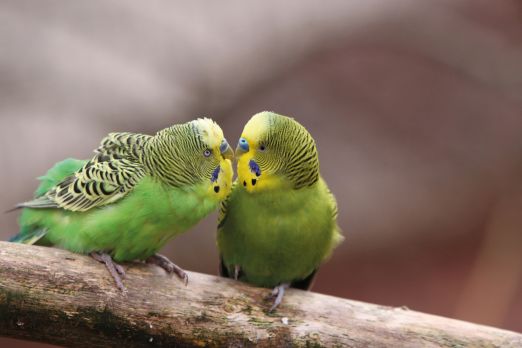 Dois pássaros verdes